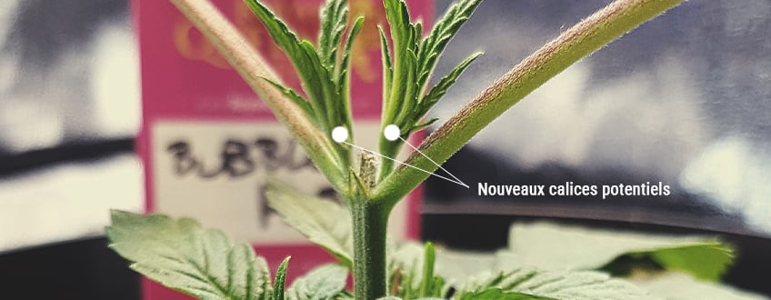 Illustration montrant la coupe de la tête principale d'une plante de cannabis pour stimuler la croissance de nouvelles branches et améliorer le rendement global de la plante.