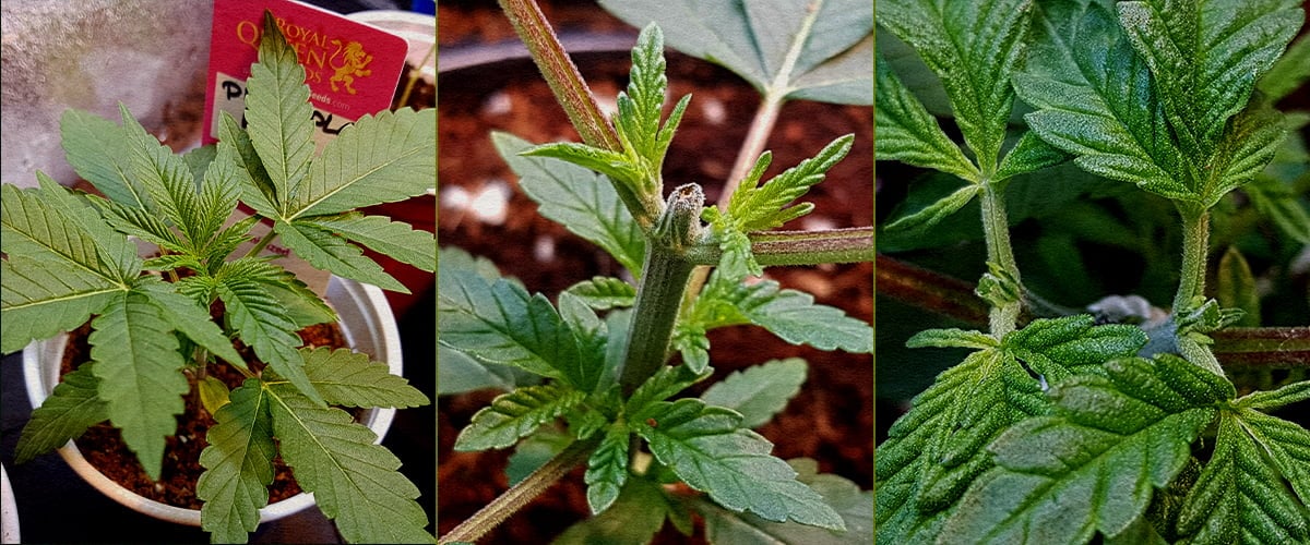 Comment tailler le cannabis : Guide en 5 étapes Collage en 5 étapes montrant comment tailler le cannabis : plantule, coupe du sommet, tige après coupe, nouvelle pousse avec tuteur, ramification précoce.