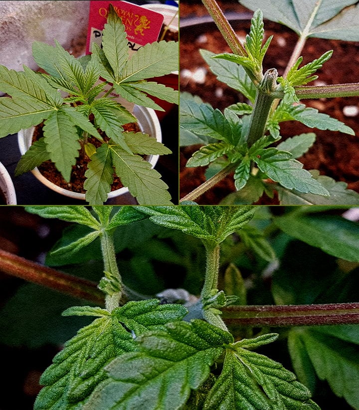 Comment tailler le cannabis : Guide en 5 étapes Collage en 5 étapes montrant comment tailler le cannabis : plantule, coupe du sommet, tige après coupe, nouvelle pousse avec tuteur, ramification précoce.