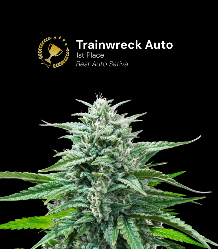 Trainwreck Auto, variété de cannabis primée Découvrez Trainwreck Auto, une variété de cannabis autofloraison primée qui a remporté la 1re place dans la catégorie Best Auto Sativa.