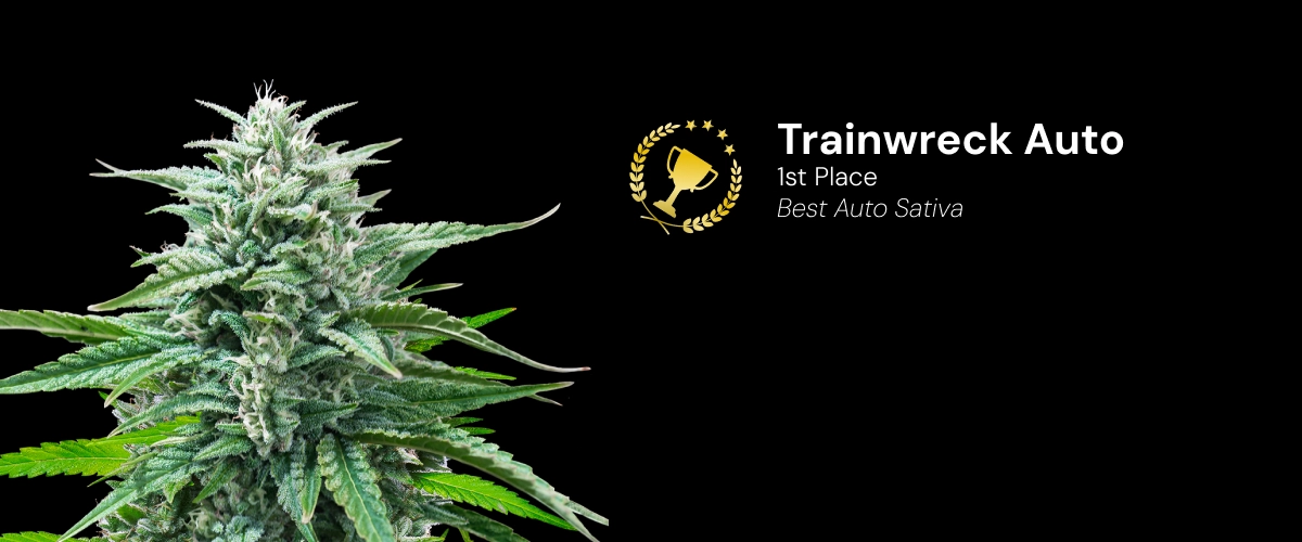 Trainwreck Auto, variété de cannabis primée Découvrez Trainwreck Auto, une variété de cannabis autofloraison primée qui a remporté la 1re place dans la catégorie Best Auto Sativa.