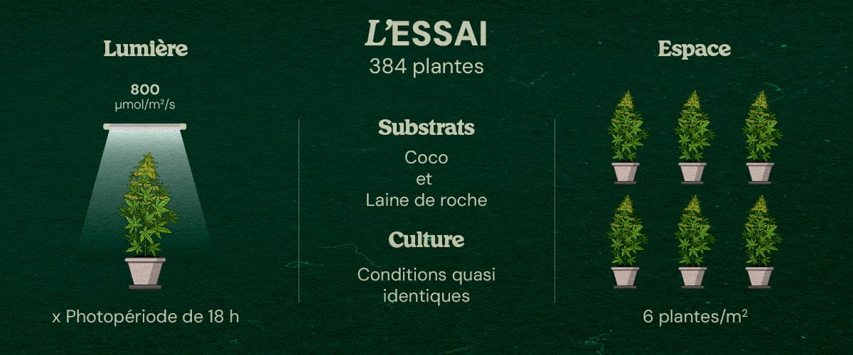Essai Gaia F1 Cannabis : 384 Plantes en Laine de Roche et Noix de Coco Infographie de l'essai Gaia F1 sur le cannabis avec 384 plantes sous lumière LED 800 μmol/m²/s, photopériode 18h, substrats laine de roche et noix de coco, conditions quasi identiques, 6 plantes/m².