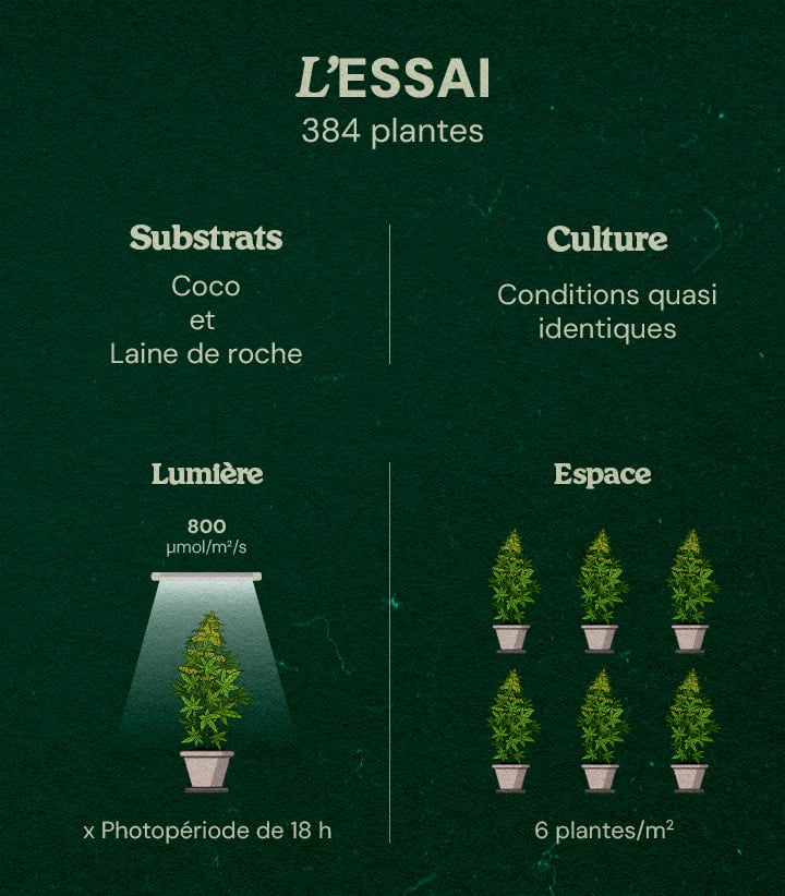 Essai Gaia F1 Cannabis : 384 Plantes en Laine de Roche et Noix de Coco Infographie de l'essai Gaia F1 sur le cannabis avec 384 plantes sous lumière LED 800 μmol/m²/s, photopériode 18h, substrats laine de roche et noix de coco, conditions quasi identiques, 6 plantes/m².