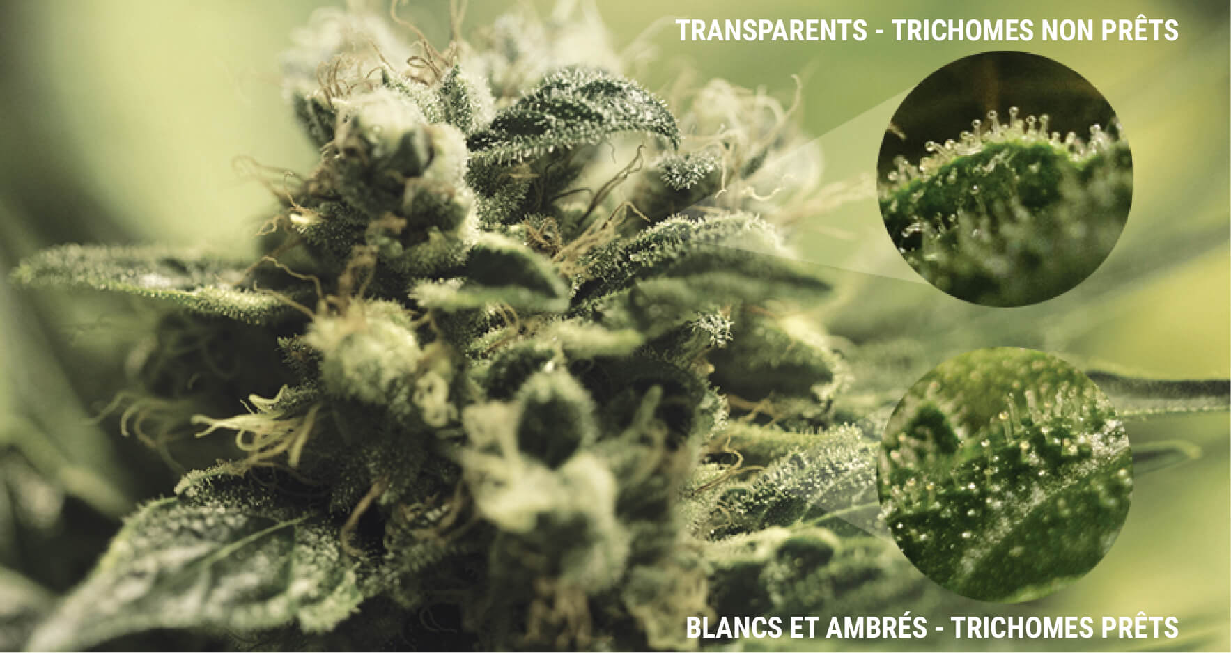Gros plan sur une plante de cannabis montrant deux types de trichomes : trichomes transparents non mûrs et trichomes blancs et noirs prêts à récolter