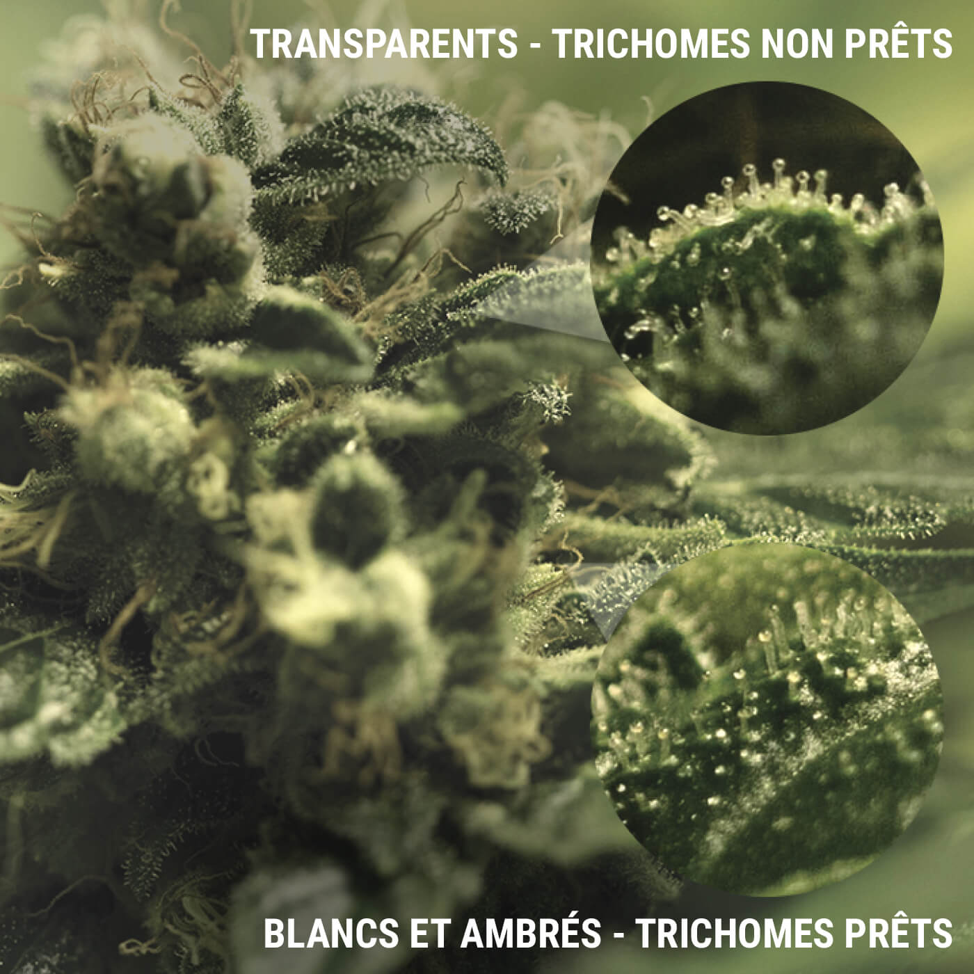 Gros plan sur une plante de cannabis montrant deux types de trichomes : trichomes transparents non mûrs et trichomes blancs et noirs prêts à récolter