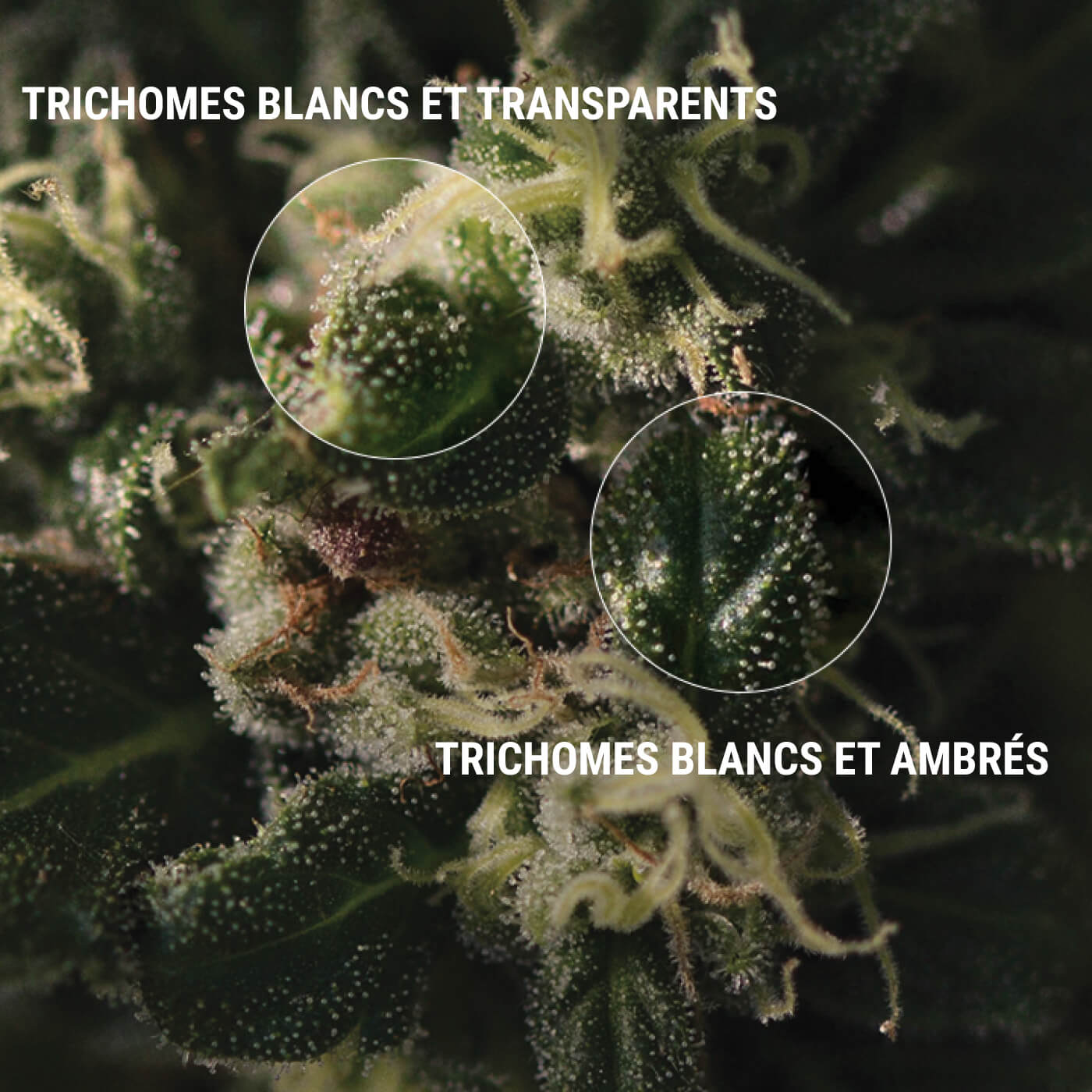 COMMENT INSPECTER VOS TRICHOMES