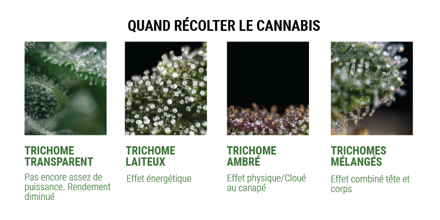 Ttichomes Colours Ttichomes Colours