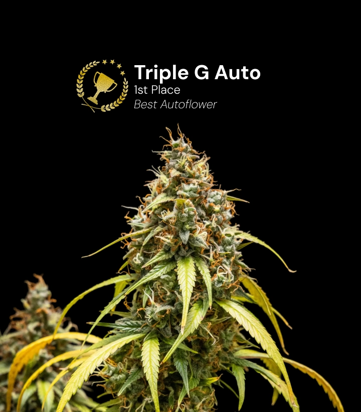 Triple G Auto, variété de cannabis primée Découvrez Triple G Auto, une variété de cannabis autofloraison primée, avec des buds résineux et un potentiel de croissance impressionnant.