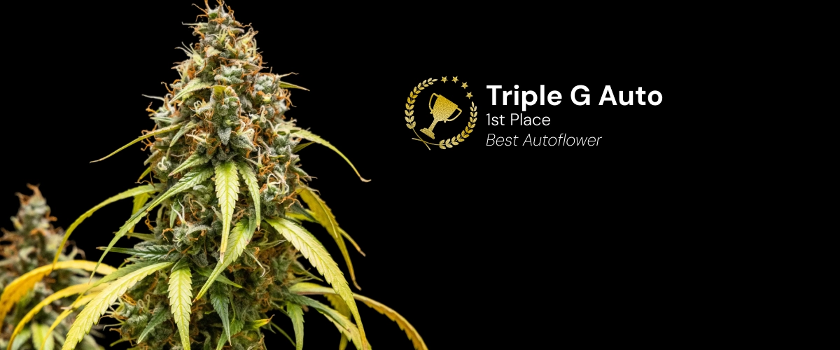 Triple G Auto, variété de cannabis primée Découvrez Triple G Auto, une variété de cannabis autofloraison primée, avec des buds résineux et un potentiel de croissance impressionnant.