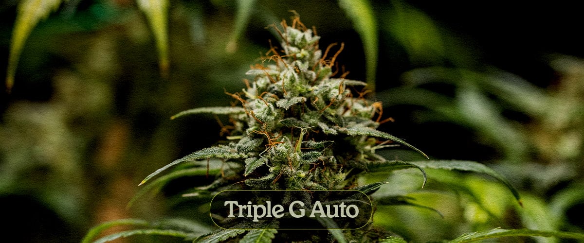 Triple G Auto