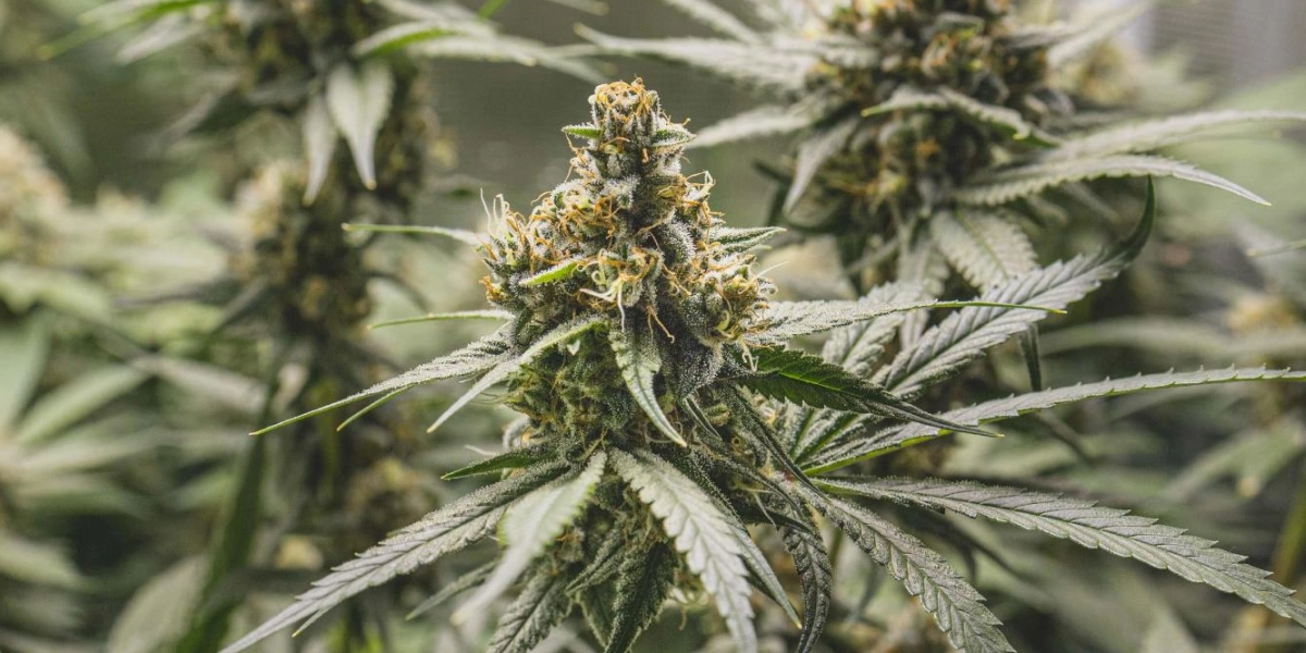 Plant de cannabis Tropical Mirage avec des têtes denses et résineuses, des pistils orange, des feuilles givrées et une croissance de floraison compacte.