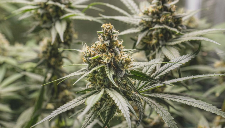Tropical Mirage : variété compacte à forte teneur en THC Plant de cannabis Tropical Mirage avec des têtes denses et résineuses, des pistils orange, des feuilles givrées et une croissance de floraison compacte.