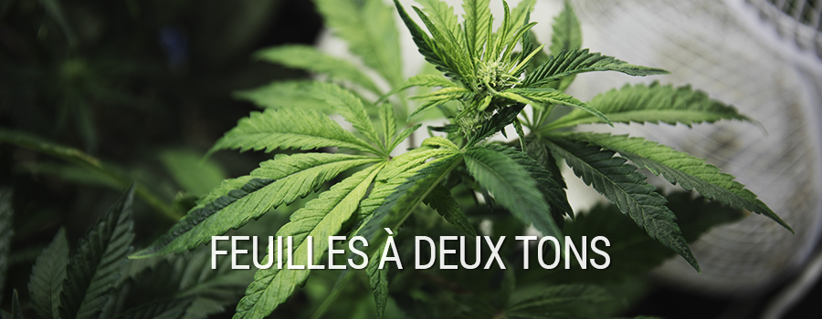 Feuilles À Deux Tons Cannabis Feuilles À Deux Tons Cannabis