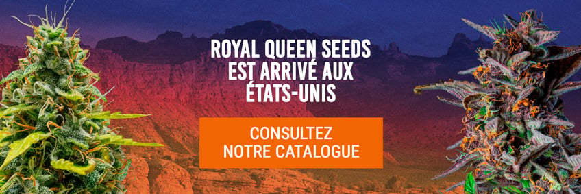 Royal Queen Seeds USA