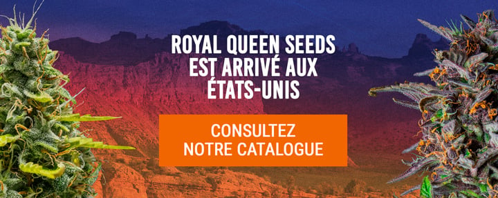 Royal Queen Seeds USA