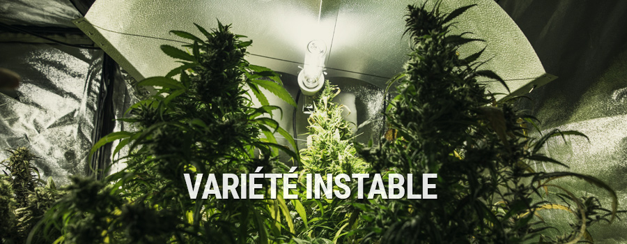 Variété Instable Variété Instable