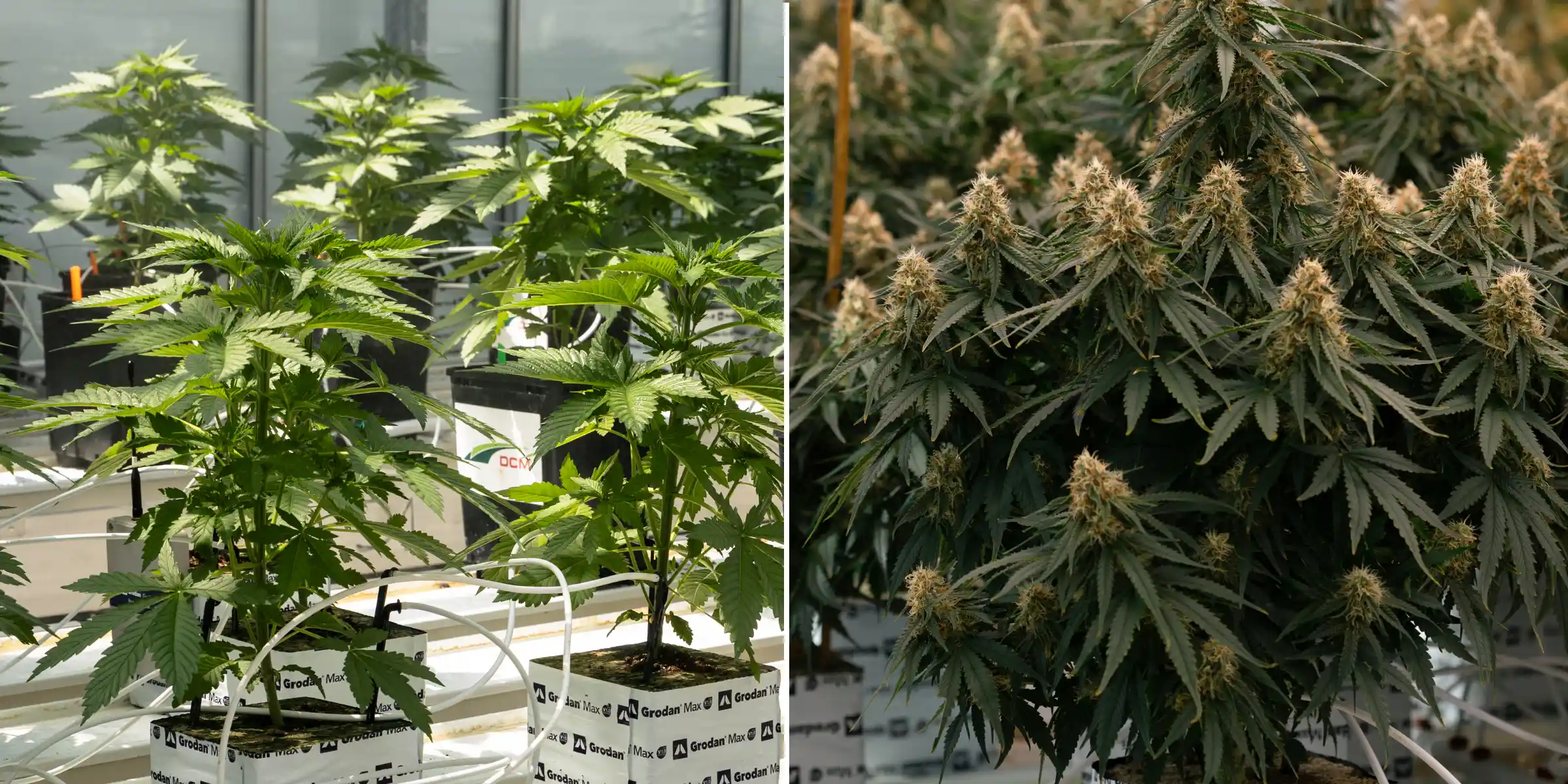 Comparaison côte à côte de plants de cannabis en phase végétative et en floraison, montrant de jeunes plants dans des blocs de laine de roche avec des lignes d’irrigation à côté de plants matures aux colas florales denses.