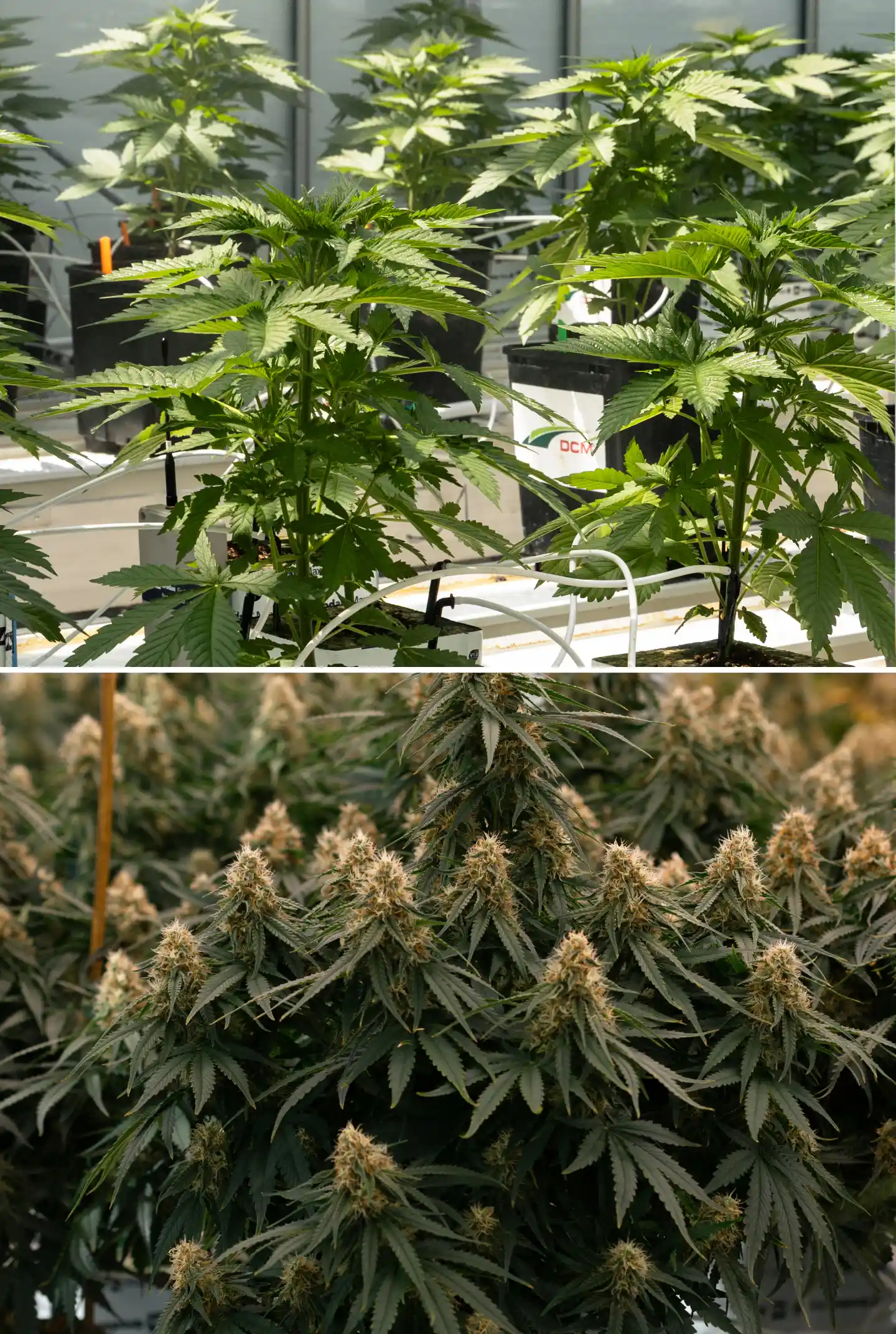 Comparaison côte à côte de plants de cannabis en phase végétative et en floraison, montrant de jeunes plants dans des blocs de laine de roche avec des lignes d’irrigation à côté de plants matures aux colas florales denses.