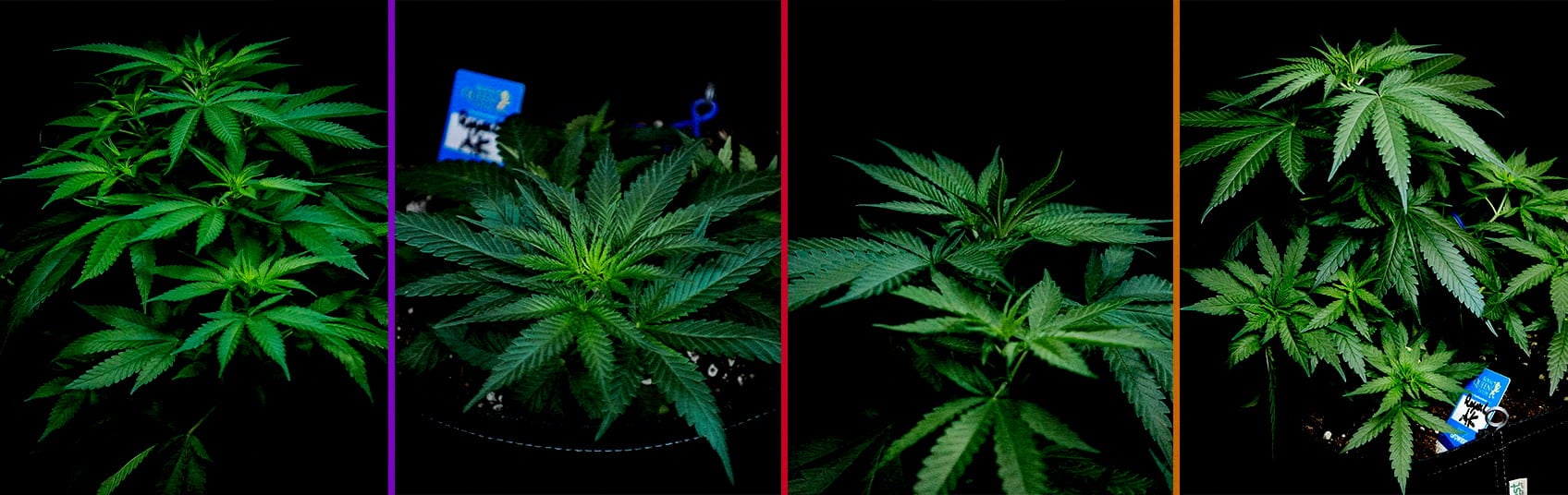 Phase Végétative de Royal AK Guide de Culture Cannabis Une illustration d'une plante de cannabis Royal AK en phase végétative, montrant des pousses et des branches saines sur un fond vert, guidant les cultivateurs dans l'optimisation de la croissance.