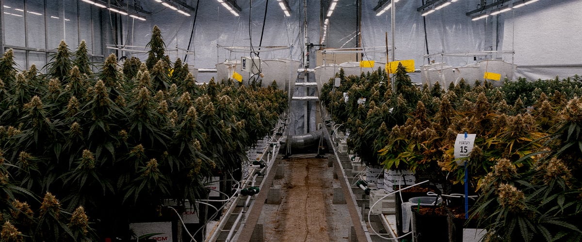 Essai du cannabis hybride Gaia F1 au centre de recherche Vertify Essai contrôlé du cannabis hybride Gaia F1 testant les substrats, l’irrigation et la performance de croissance dans des conditions identiques.