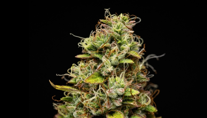 Tête de cannabis Wedding Cake Auto avec des fleurs denses et résineuses, des pistils orange, des feuilles résineuses vertes et une croissance compacte sur fond sombre.