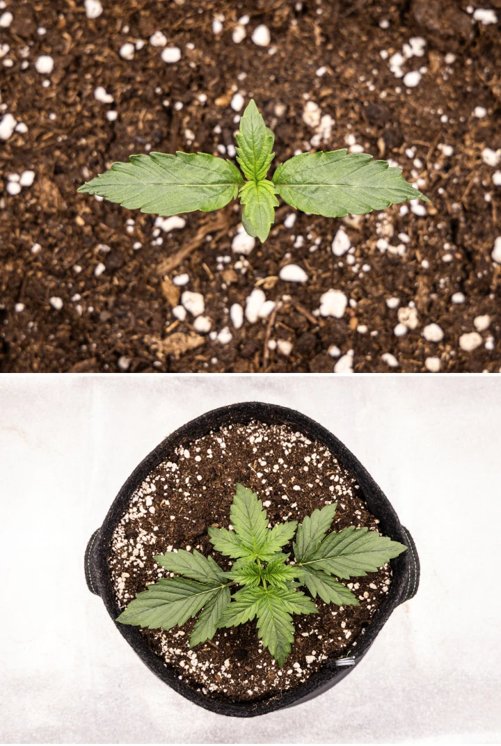 Grow report Wedding Cake Auto : semaine 1, stade de jeune plant Jeune plant de cannabis Wedding Cake Auto poussant dans le sol pendant la semaine 1 du grow report, montrant le développement précoce des feuilles, une croissance verte saine, un substrat riche en perlite et un pot en tissu.