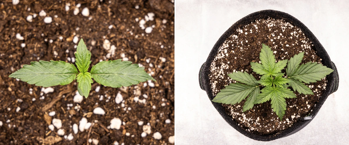 Grow report Wedding Cake Auto : semaine 1, stade de jeune plant Jeune plant de cannabis Wedding Cake Auto poussant dans le sol pendant la semaine 1 du grow report, montrant le développement précoce des feuilles, une croissance verte saine, un substrat riche en perlite et un pot en tissu.