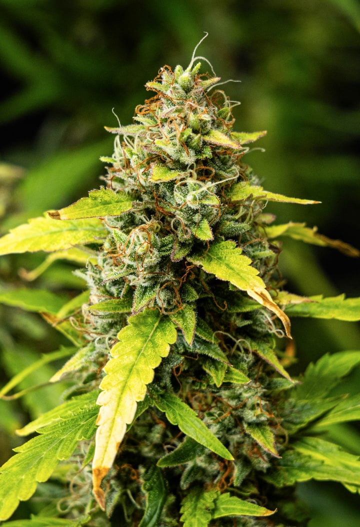 Gros plan de têtes de cannabis Wedding Cake Auto pendant la semaine 10 du grow report, montrant des fleurs denses et résineuses, des pistils orange, des trichomes givrés et des feuilles de fin de floraison qui jaunissent.