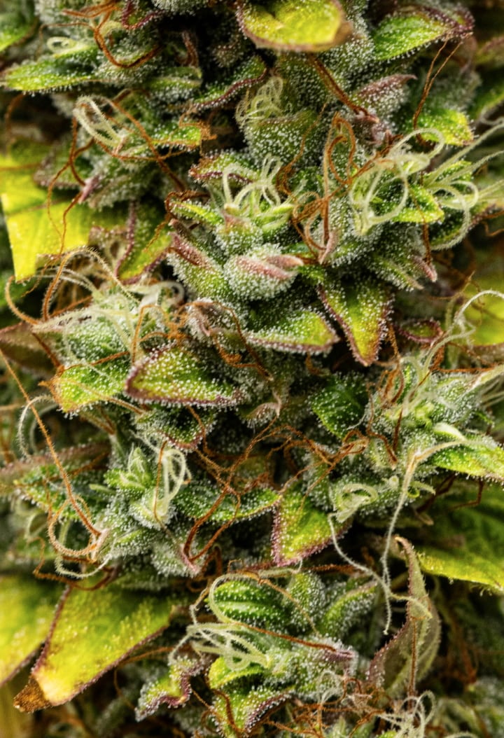 Grow report Wedding Cake Auto : semaine 12, têtes prêtes à récolter Gros plan de têtes de cannabis Wedding Cake Auto pendant la semaine 12 du grow report, montrant des fleurs résineuses prêtes à récolter, une couverture dense de trichomes, des pistils orange et des feuilles de fin de floraison qui jaunissent.