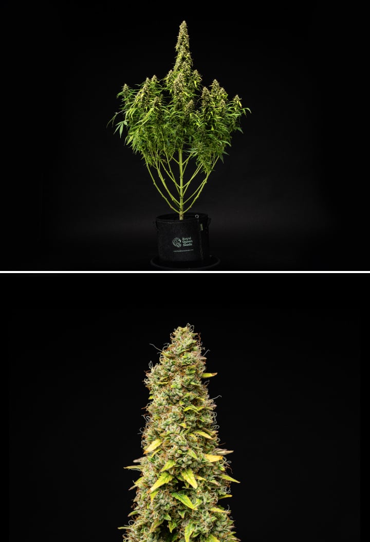 Grow report Wedding Cake Auto : semaine 11, maturation finale Plant de cannabis Wedding Cake Auto pendant la semaine 11 du grow report, montrant une grande structure mature, des têtes denses et résineuses, des pistils orange, des feuilles qui jaunissent et une maturation finale sur fond noir.