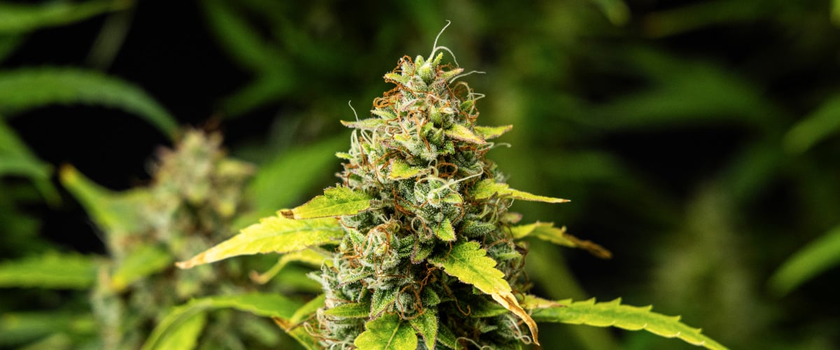 Grow report Wedding Cake Auto : semaine 10, résine et densité Gros plan de têtes de cannabis Wedding Cake Auto pendant la semaine 10 du grow report, montrant des fleurs denses et résineuses, des pistils orange, des trichomes givrés et des feuilles de fin de floraison qui jaunissent.