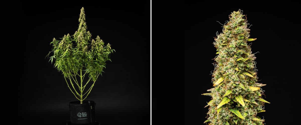 Grow report Wedding Cake Auto : semaine 11, maturation finale Plant de cannabis Wedding Cake Auto pendant la semaine 11 du grow report, montrant une grande structure mature, des têtes denses et résineuses, des pistils orange, des feuilles qui jaunissent et une maturation finale sur fond noir.