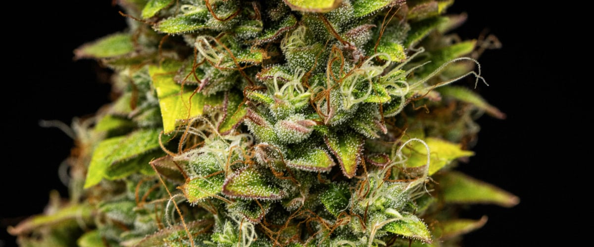 Grow report Wedding Cake Auto : semaine 12, têtes prêtes à récolter Gros plan de têtes de cannabis Wedding Cake Auto pendant la semaine 12 du grow report, montrant des fleurs résineuses prêtes à récolter, une couverture dense de trichomes, des pistils orange et des feuilles de fin de floraison qui jaunissent.