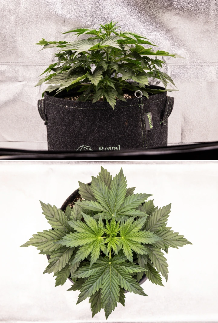 Grow report Wedding Cake Auto : semaine 2, croissance végétative Plant de cannabis Wedding Cake Auto poussant dans un pot en tissu pendant la semaine 2 du grow report, montrant un développement végétatif dense, de larges feuilles vertes, une structure compacte et un feuillage sain.