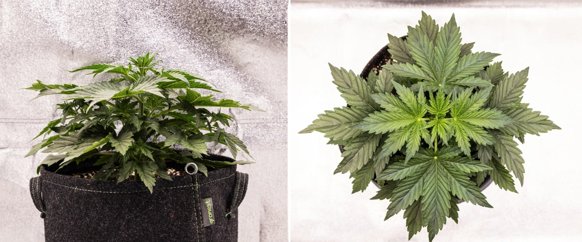 Grow report Wedding Cake Auto : semaine 2, croissance végétative Plant de cannabis Wedding Cake Auto poussant dans un pot en tissu pendant la semaine 2 du grow report, montrant un développement végétatif dense, de larges feuilles vertes, une structure compacte et un feuillage sain.