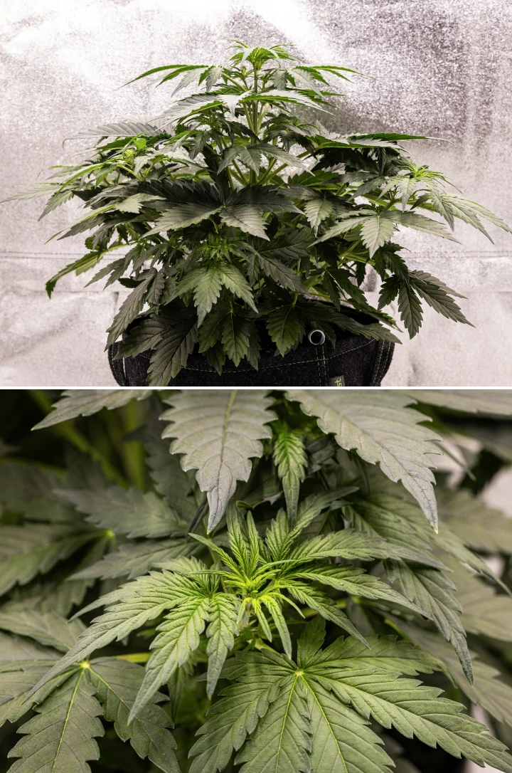 Grow report Wedding Cake Auto : semaine 3, croissance de préfloraison Plant de cannabis Wedding Cake Auto poussant dans un pot en tissu pendant la semaine 3 du grow report, montrant un feuillage vert dense, une structure compacte et buissonnante, une nouvelle croissance supérieure et un développement précoce de préfloraison.