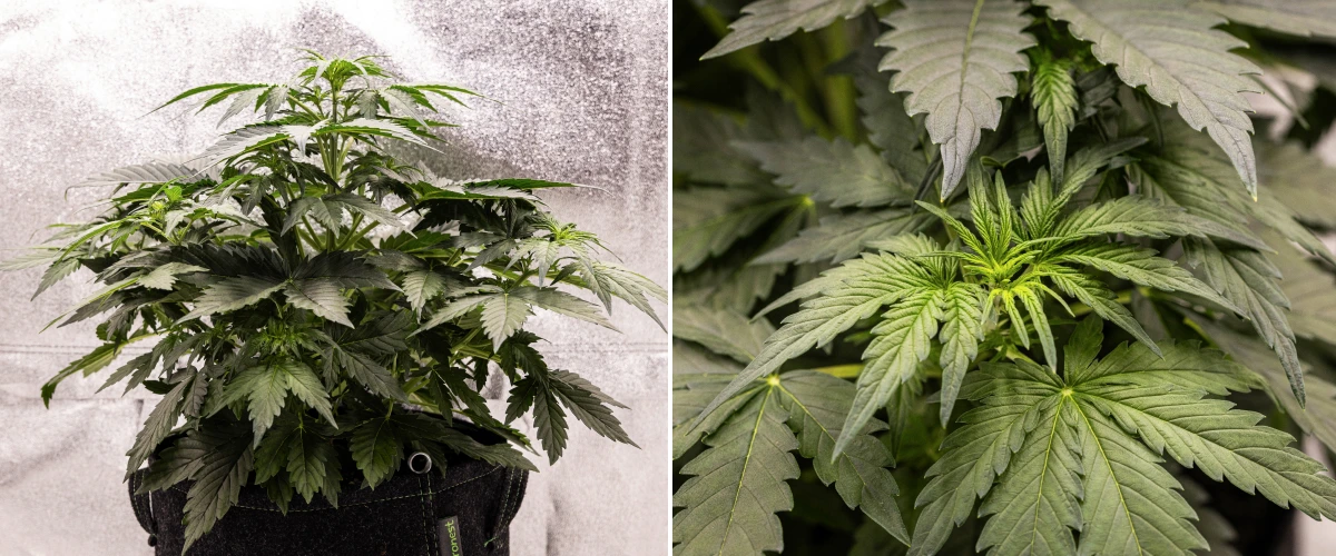 Grow report Wedding Cake Auto : semaine 3, croissance de préfloraison Plant de cannabis Wedding Cake Auto poussant dans un pot en tissu pendant la semaine 3 du grow report, montrant un feuillage vert dense, une structure compacte et buissonnante, une nouvelle croissance supérieure et un développement précoce de préfloraison.