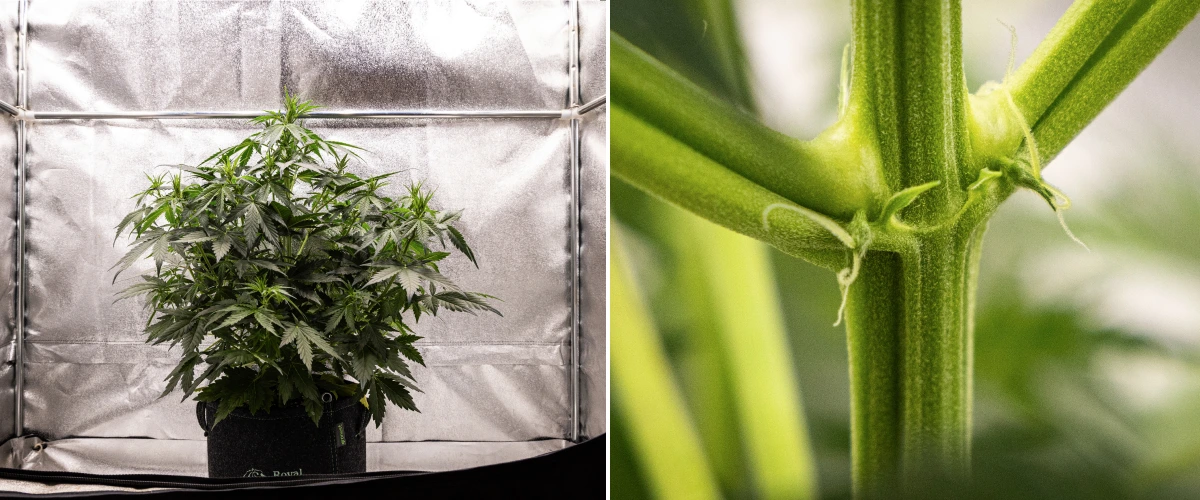 Grow report Wedding Cake Auto : semaine 4, début de floraison Plant de cannabis Wedding Cake Auto poussant dans un pot en tissu pendant la semaine 4 du grow report, montrant les premiers signes de floraison, une forte croissance verticale, un feuillage sain et des pistils blancs aux nœuds de la tige.