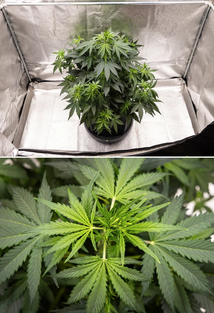 Grow report Wedding Cake Auto : semaine 5, développement précoce des têtes Plant de cannabis Wedding Cake Auto poussant dans un pot en tissu pendant la semaine 5 du grow report, montrant une forte croissance verticale, un développement précoce des têtes, un feuillage vert sain et plusieurs sites de floraison.