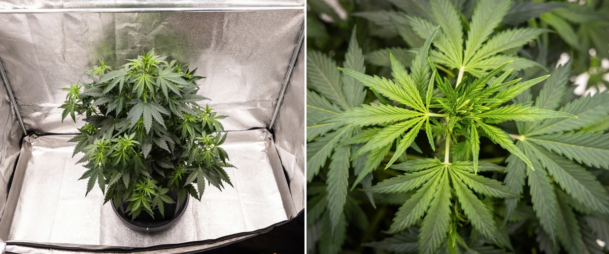 Grow report Wedding Cake Auto : semaine 5, développement précoce des têtes Plant de cannabis Wedding Cake Auto poussant dans un pot en tissu pendant la semaine 5 du grow report, montrant une forte croissance verticale, un développement précoce des têtes, un feuillage vert sain et plusieurs sites de floraison.