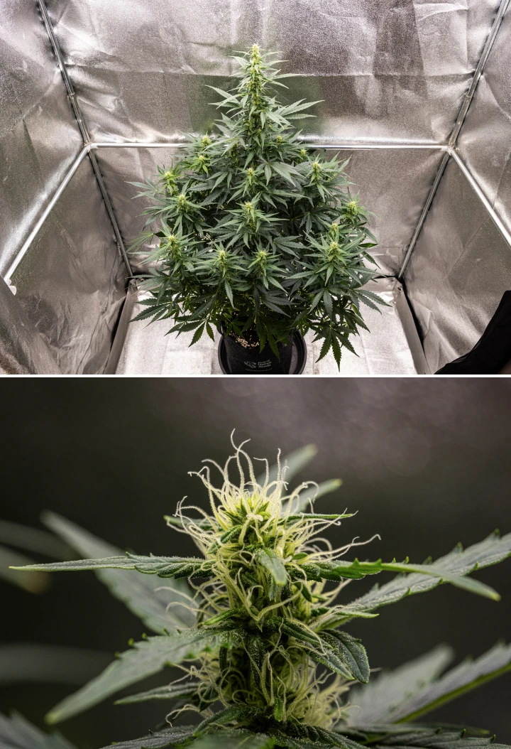 Grow report Wedding Cake Auto : semaine 6, têtes en floraison Plant de cannabis Wedding Cake Auto poussant dans un pot en tissu pendant la semaine 6 du grow report, montrant une croissance florale haute, des têtes en développement, des pistils blancs frais et des feuilles vertes saines.