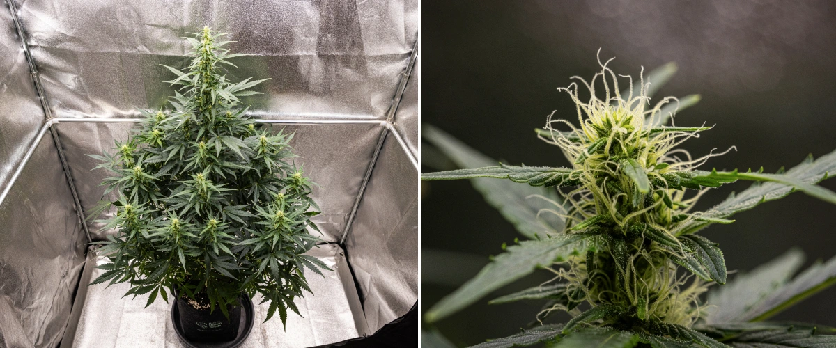 Grow report Wedding Cake Auto : semaine 6, têtes en floraison Plant de cannabis Wedding Cake Auto poussant dans un pot en tissu pendant la semaine 6 du grow report, montrant une croissance florale haute, des têtes en développement, des pistils blancs frais et des feuilles vertes saines.