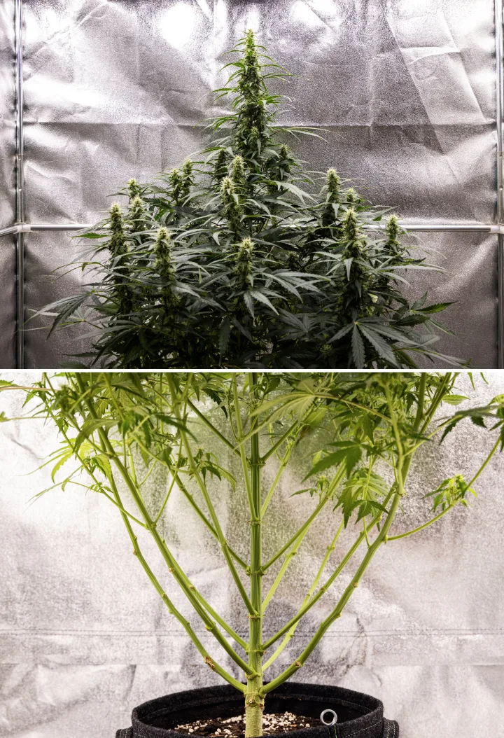 Grow report Wedding Cake Auto : semaine 7, stretch final Plant de cannabis Wedding Cake Auto pendant la semaine 7 du grow report, montrant de grandes colas en floraison, une structure de branches solide, une croissance inférieure taillée, des tiges saines et des têtes en développement.