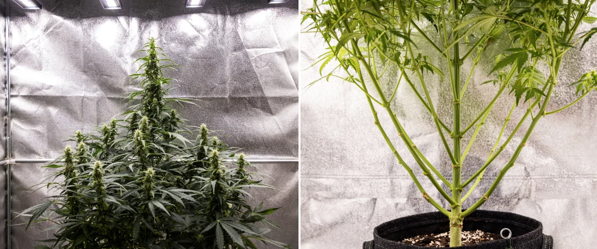 Grow report Wedding Cake Auto : semaine 7, stretch final Plant de cannabis Wedding Cake Auto pendant la semaine 7 du grow report, montrant de grandes colas en floraison, une structure de branches solide, une croissance inférieure taillée, des tiges saines et des têtes en développement.