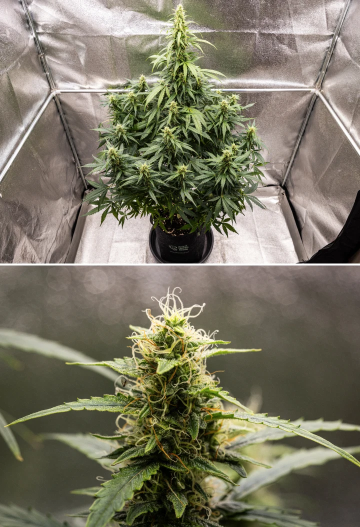 Grow report Wedding Cake Auto : semaine 8, têtes résineuses Plant de cannabis Wedding Cake Auto pendant la semaine 8 du grow report, montrant un développement de têtes résineuses, des pistils blancs et orange, des feuilles résineuses saines et de grandes colas en floraison.