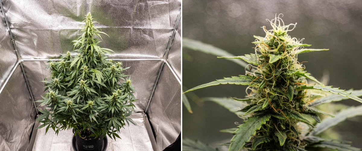 Grow report Wedding Cake Auto : semaine 8, têtes résineuses Plant de cannabis Wedding Cake Auto pendant la semaine 8 du grow report, montrant un développement de têtes résineuses, des pistils blancs et orange, des feuilles résineuses saines et de grandes colas en floraison.