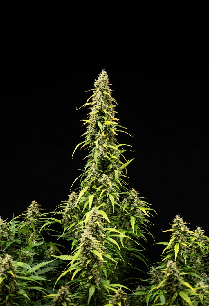 Grow report Wedding Cake Auto : semaine 9, maturation des têtes Plant de cannabis Wedding Cake Auto pendant la semaine 9 du grow report, montrant de grandes colas matures, des têtes denses et résineuses, des feuilles qui jaunissent et le développement final de la floraison sur fond noir.