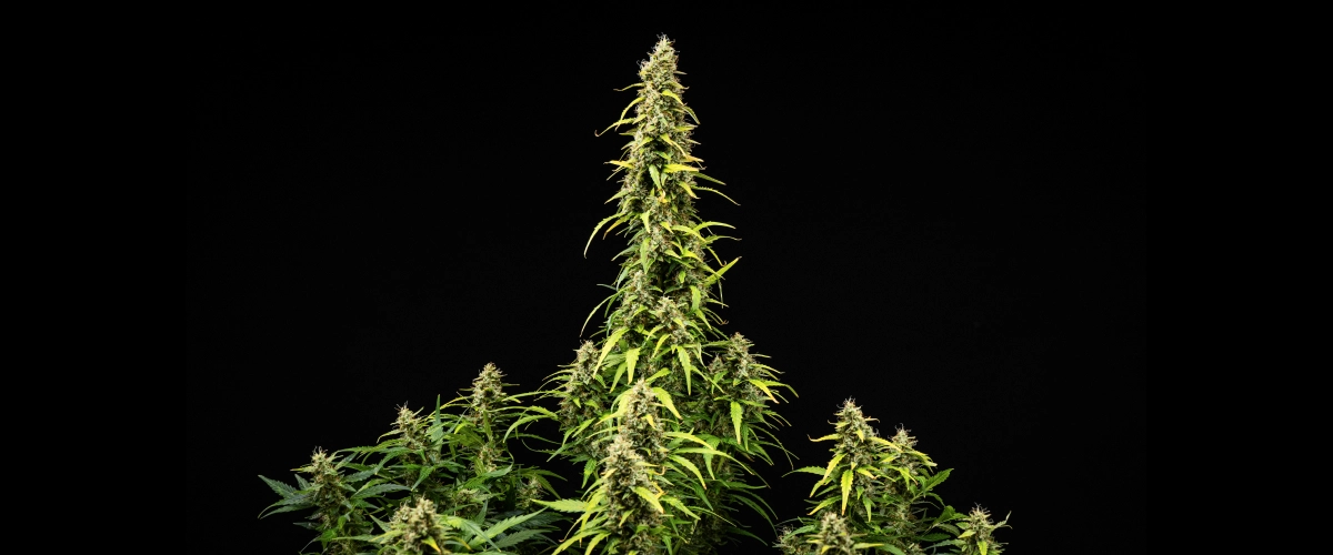 Grow report Wedding Cake Auto : semaine 9, maturation des têtes Plant de cannabis Wedding Cake Auto pendant la semaine 9 du grow report, montrant de grandes colas matures, des têtes denses et résineuses, des feuilles qui jaunissent et le développement final de la floraison sur fond noir.