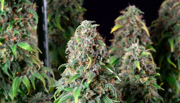 Wedding Gelato : variété compacte la plus riche en THC Plant de cannabis Wedding Gelato avec des têtes denses et givrées, des pistils orange, un feuillage vert et des colas florales résineuses.