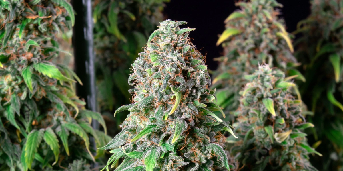 Wedding Gelato : variété compacte la plus riche en THC Plant de cannabis Wedding Gelato avec des têtes denses et givrées, des pistils orange, un feuillage vert et des colas florales résineuses.